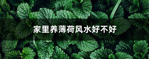 薄荷 風水|家里养薄荷风水好不好